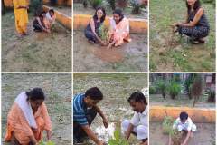 Tree Plantation Campaign